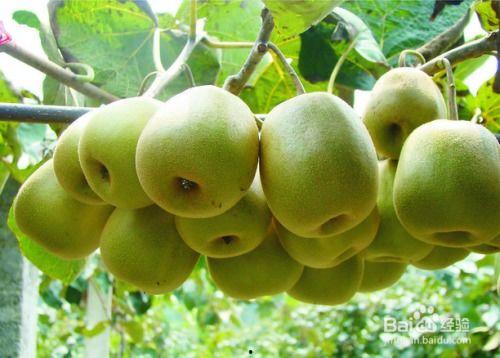 孕妇可以吃木子瓜吗,孕妇适宜食用木子瓜吗？