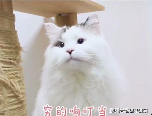 网红猫纠缠,一场跨越时空的喵星人传奇