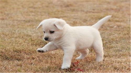 测评玩具网红小宠物视频,萌宠互动，趣味无限