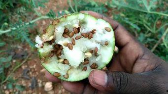 卡里莫瓦吃瓜,揭秘娱乐圈幕后风云