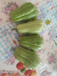 吃瓜大神的意思,吃瓜大神带你领略幕后风云