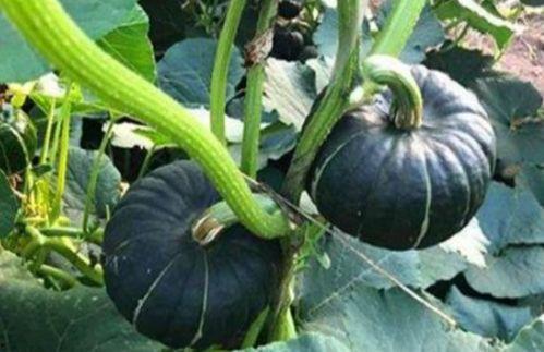 网红小视频吃瓜图片