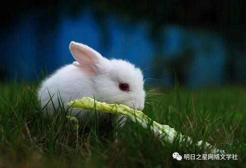 瓜州南岔老师兔,传承农耕文化的智慧使者