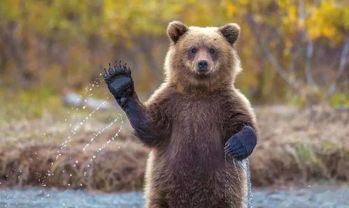 吃瓜小熊漏脸视频,网络热议不断