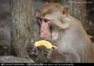 小崔猴子吃瓜视频大全免费观看,免费观看，笑料横生！