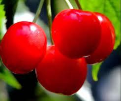 枣庄大樱桃今日头条