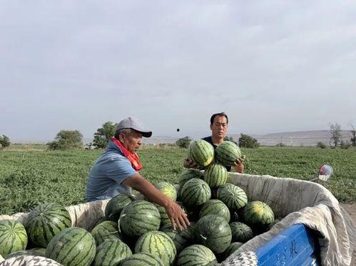 河北华能员工瓜吃瓜,河北华能员工瓜田乐享田园时光